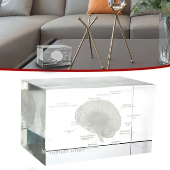 1x 3D İnsan Beyin İskelet Tıbbi Anatomi Yapısı Anatomik Modeli Paperweight Lazer Kazınmış Kristal Cam Doktor Bilim Hediye