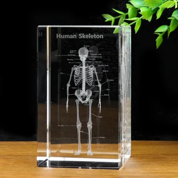 Muy Bien Kristal 3D Lazer Oyma İnsan Anatomisi İskelet Küp Modeli Paperweight Düşünme Tıp Bilimi Hediye Ev Dekor